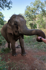 Naklejka na ściany i meble Elephant in an animal sanctuary in Cambodia