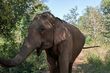 Fototapeta na wymiar Elephant in an animal sanctuary in Cambodia