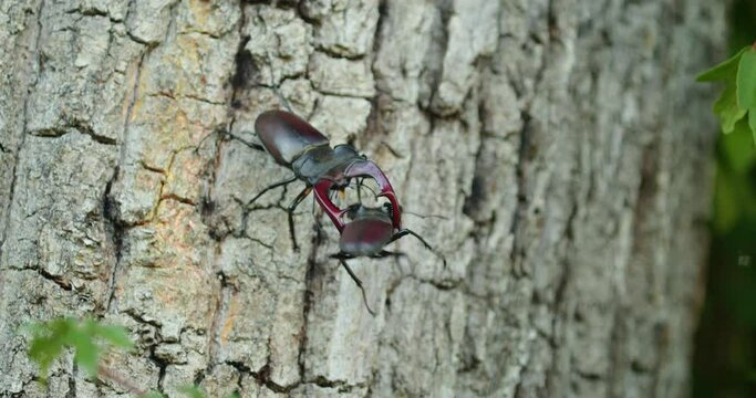 Males of the stag beetle (Lucanus cervus) fighting on a tree