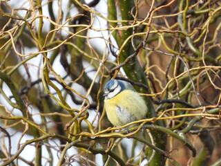 Fototapeta premium blue tit sitting on a branch