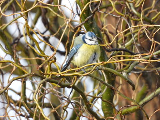blue tit sitting on a branch