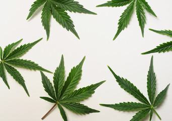 Cannabis leaves, marijuana pattern isolated on white background. Herbal medicine. Hemp recreation,...