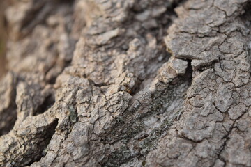 Texture of the surface of the trunk of an old tree.