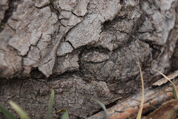 Texture of the surface of the trunk of an old tree.