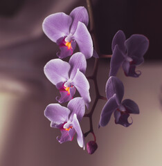 Fototapeta premium Beautiful fresh orchid flower close up copy space. Floral background.
