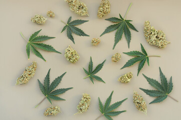 Cannabis pattern on grey background. Marijuana buds and fresh leaves, flat lat, top view. Hemp...