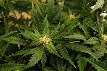 Blooming cannabis plant background, flat lat, top view. Green marijuana pattern. Herbal medicine...