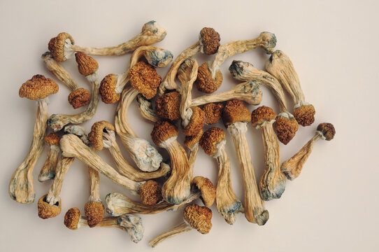 Stack of Psilocybe Cubensis mushrooms on white background. Psilocybin psychedelic magic mushrooms Golden Teacher. Top view, flat lay. Micro-dosing concept.