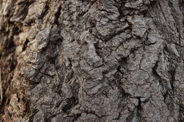 Texture of the surface of the trunk of an old tree.