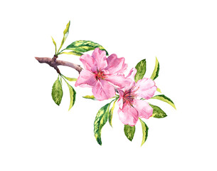 Pink spring flowers. Flowering branch with blossom of cherry, sakura. Watercolor