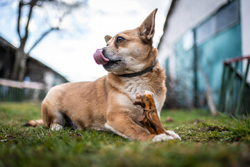 small brown dog chewing a bone