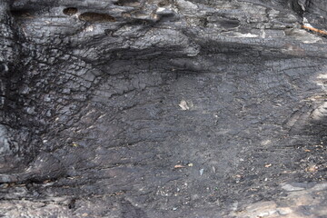 The texture inside the burnt trunk of an old tree.