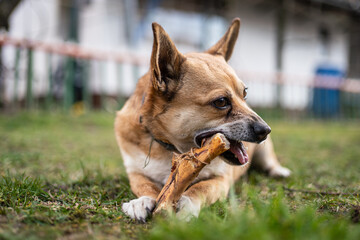 small brown dog chewing a bone