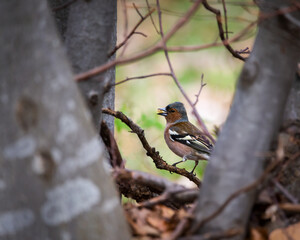 Fringilla coelebs or the common chaffinch, a beautiful bird of forest