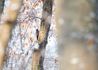 The black woodpecker (Dryocopus martius) in the environment