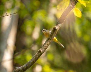 The grey wagtail (Motacilla cinerea) is a member of the wagtail family, Motacillidae, in the environment