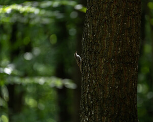 The eurasian treecreeper, certhia familiaris, a forest bird.