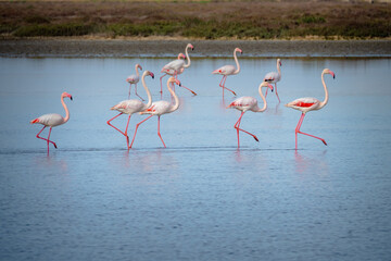 Pink flamingos congregate during mating season in Camargue the south of France