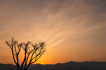 夕焼けの北アルプスと木