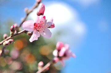 桃の花開く