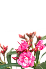 Pink oleander flower on white background.