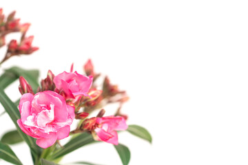 Naklejka na ściany i meble Pink oleander flower on white background.