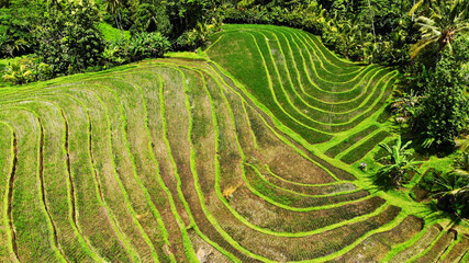 Beautiful view of Balinese rice terraces