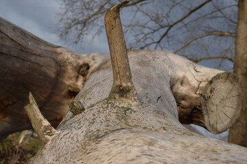 An old fallen tree near the river bank.