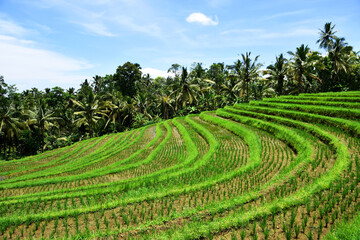 rice terraces in island