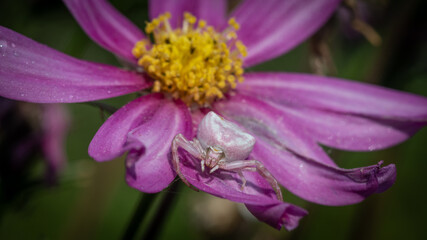 Isolated close up macro portrait of a small cute spider on a beautiful blooming flower- Israel