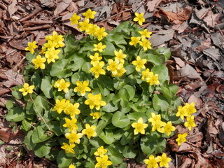 落葉が積もる地面から咲くリュウキンカ