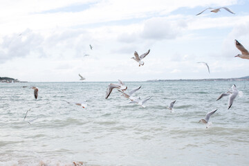 Gulls fly over the sea