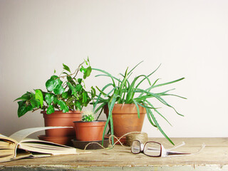 Fototapeta premium houseplants in different pots
