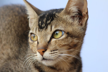 Portrait of a surprised cat Scottish Straight, closeup,