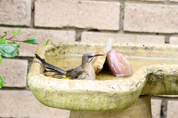 Cape Sugarbird in its native South Africa having a bath in a suburban garden