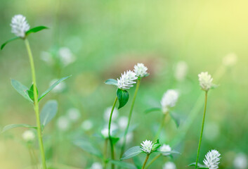 Flowers in nature and sun light, background blur
