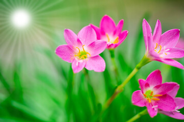 Fototapeta premium Beautiful pink nature flowers and sun light, blurred background.