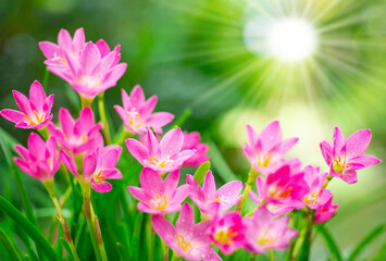 Beautiful pink nature flowers and sun light, blurred background.
