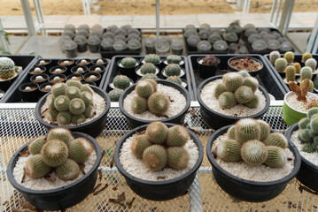 Cactus in a pot in a store