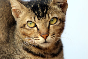Portrait of a surprised cat Scottish Straight, closeup,