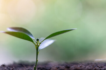 Plant growing on soil on out of focus background.