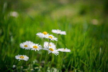 Garden chamomiles. White flower on green grass. Summer floral background. Wild camomile in grass. Gardening and Agriculture