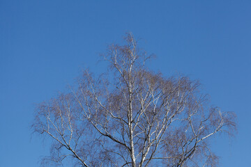 Kahler Baum mit Ästen im Winter