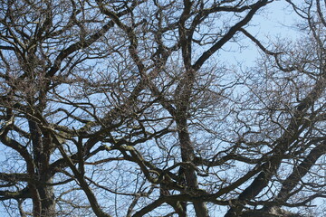 Kahler Baum mit Ästen im Winter