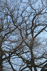 Kahler Baum mit Ästen im Winter