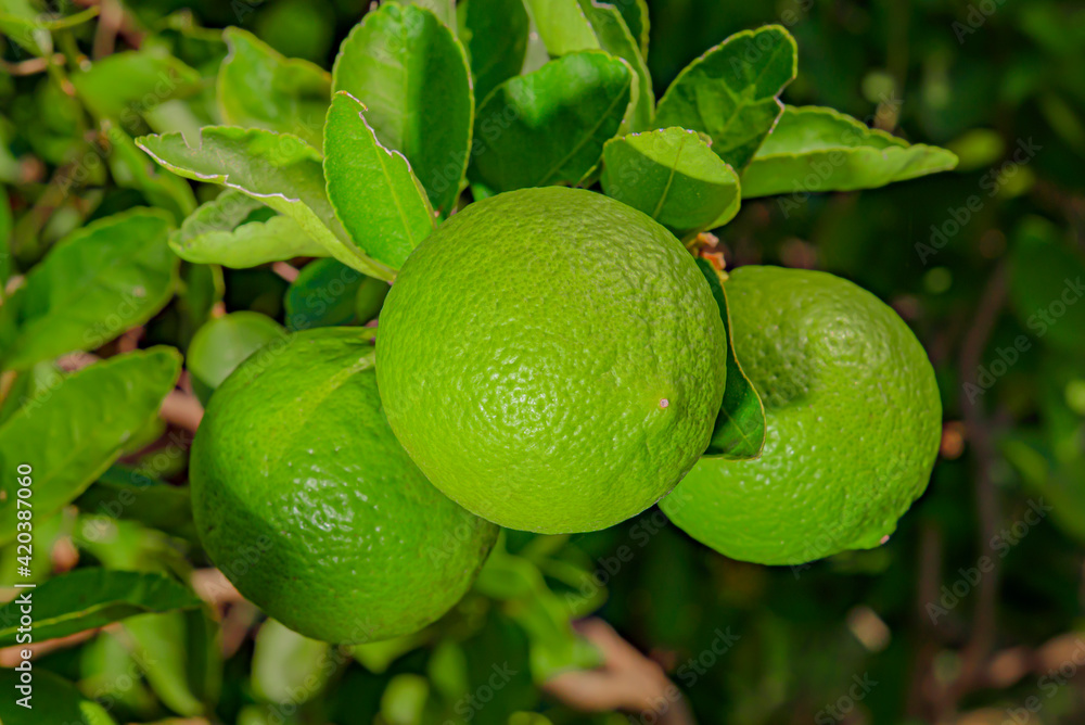 Poster lemons are plants that can be used as food and drink.