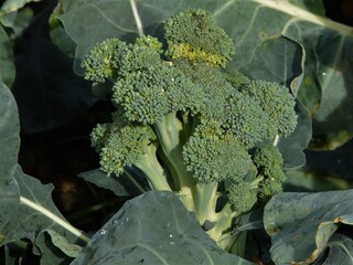 Broccoli / Brokkoli mit Blättern auf dem Feld