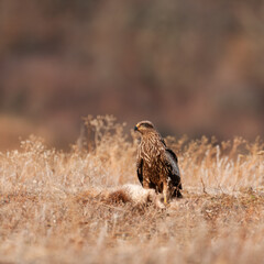 Black kite, Milvus migrans, a brown bird of prey sitting on the ground