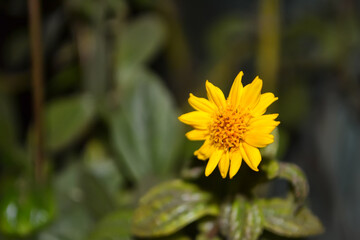 yellow flower of a sunflower