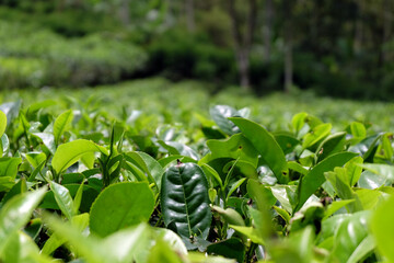 tea plant, commonly known as the species Camellia sinensis, a plant whose leaves and shoots are used to make tea. This plant belongs to the genus Camellia, a genus of flowering plants from the family 